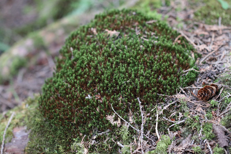 Timmia austriaca